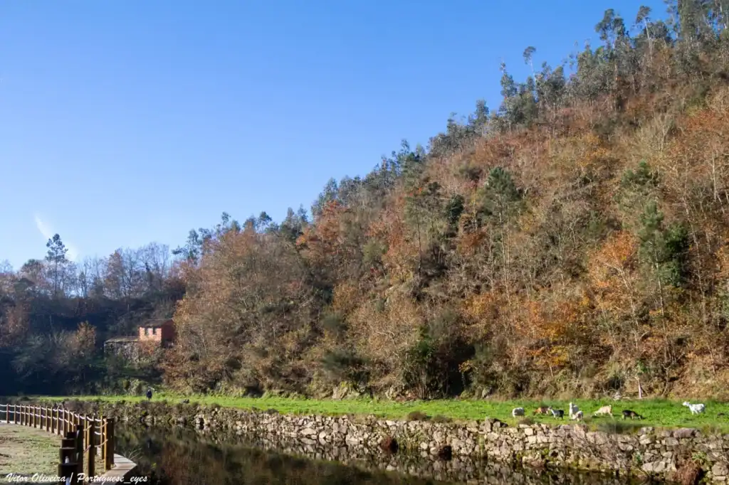 Zona fluvial e margem arborizada da Praia Fluvial da Carriça, em São João da Serra, Oliveira de Frades.